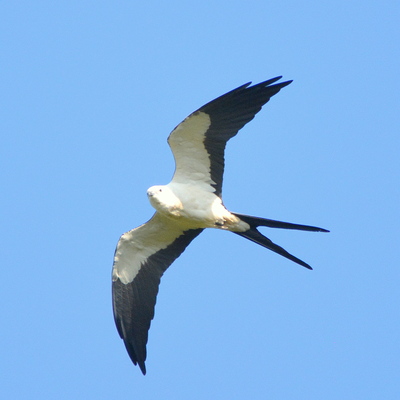Swallow-Tailed Kite